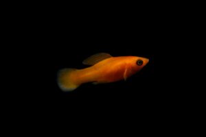 Close-up of a vibrant goldfish against a black background, highlighting its vivid colors.